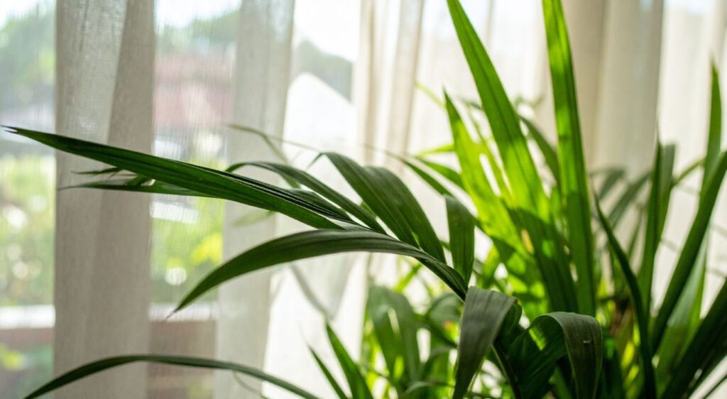 choix Palmier d’intérieur