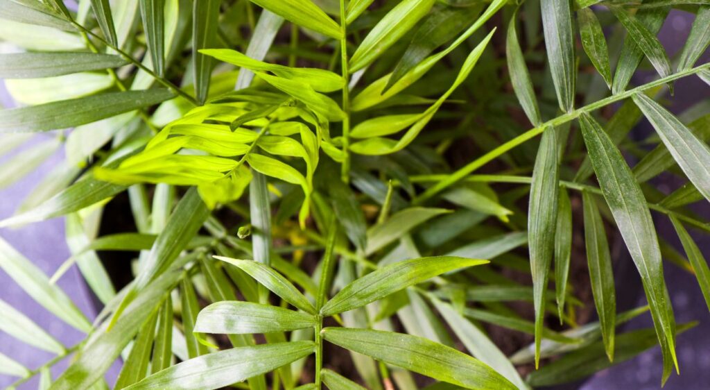Palmier d’intérieur arrosage