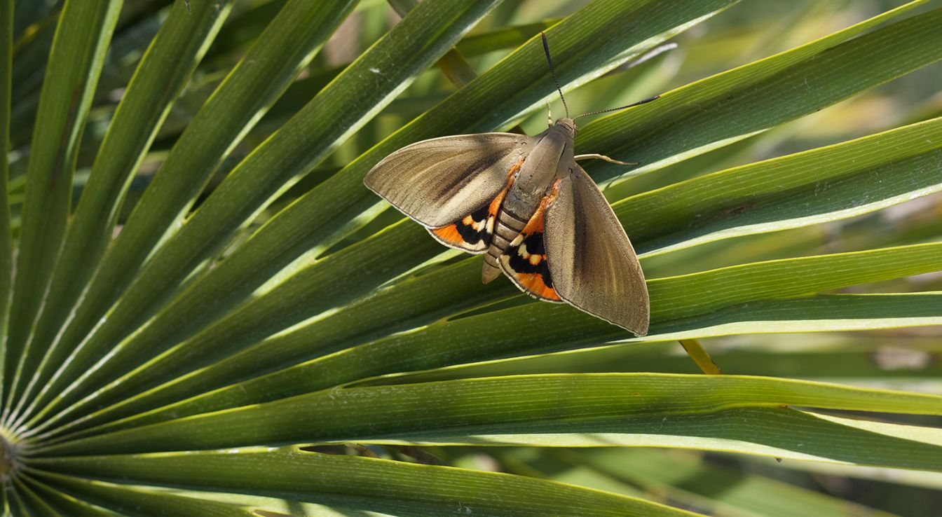 Papillon du palmier