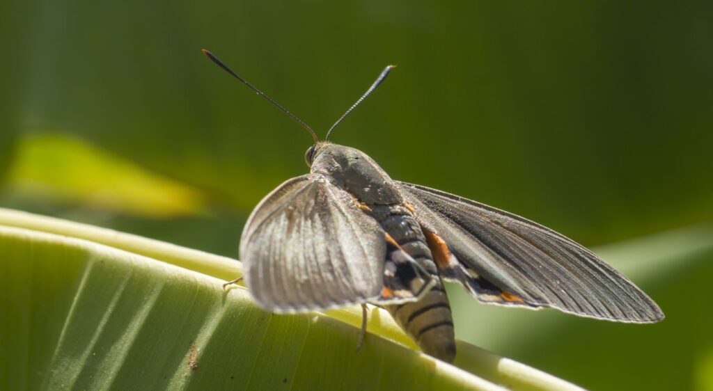 Papillon du palmier