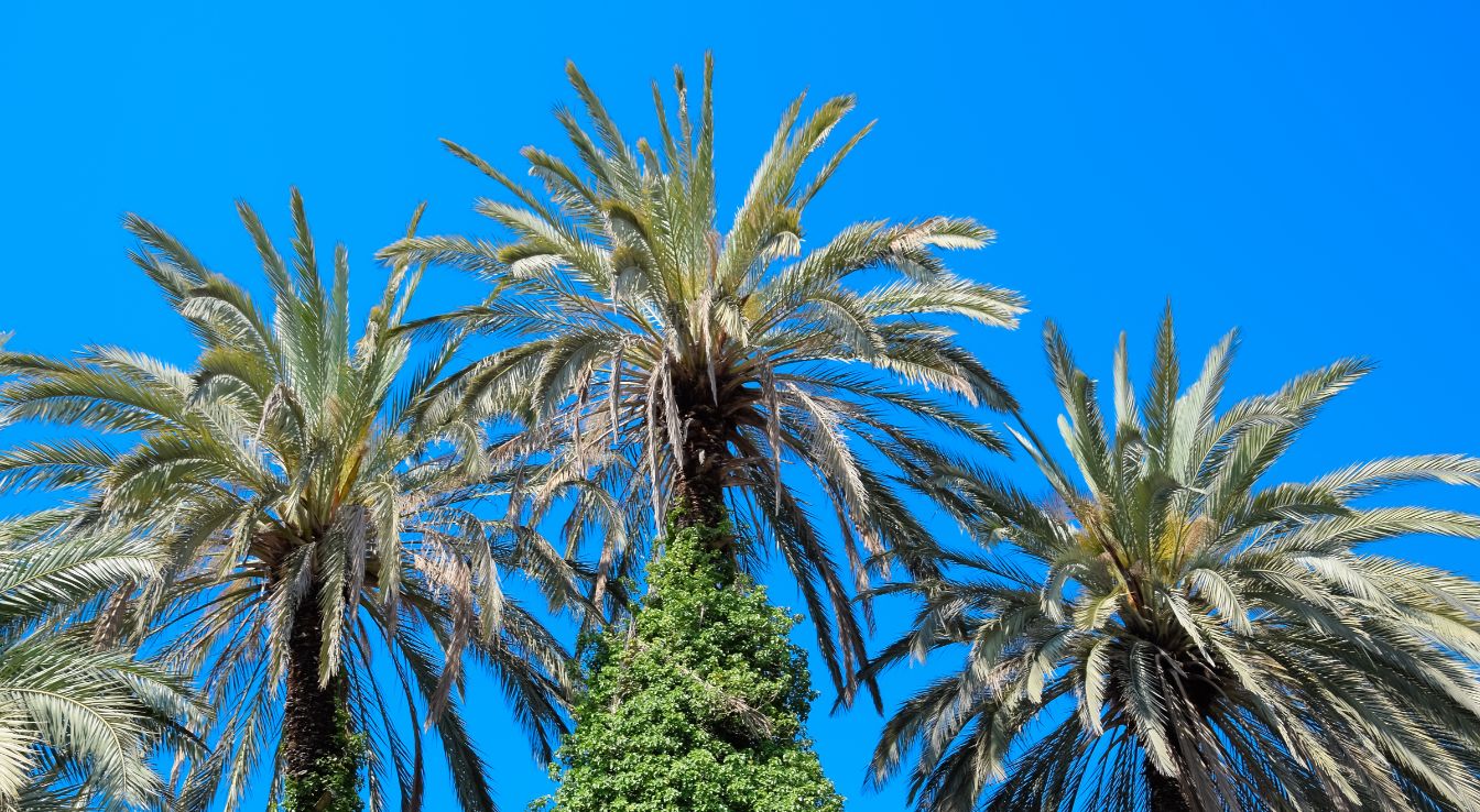 Phoenix canariensis palmier