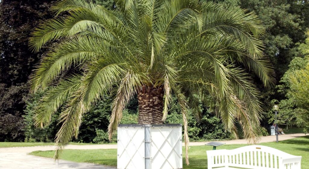 Phoenix canariensis croissance