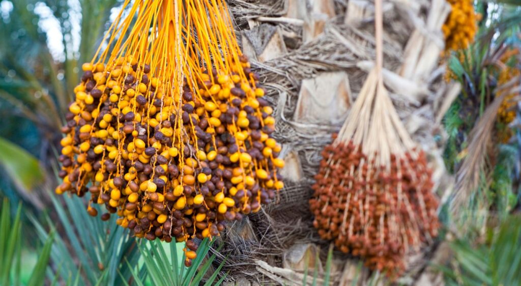 Phoenix canariensis fruit
