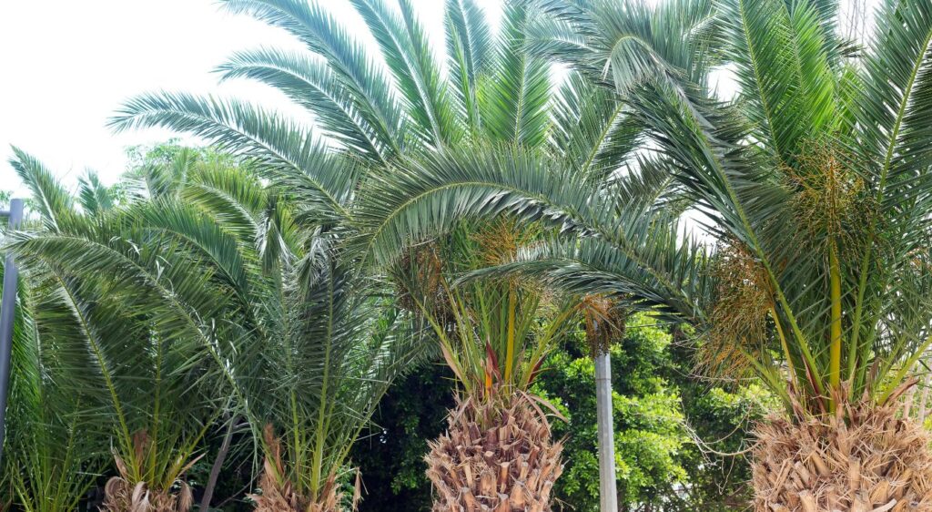 phoenix canariensis palmier