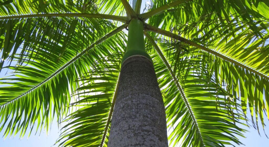 Roystonea regia palmier