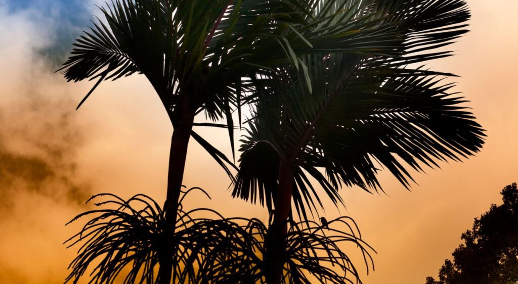 palmier Roystonea regia