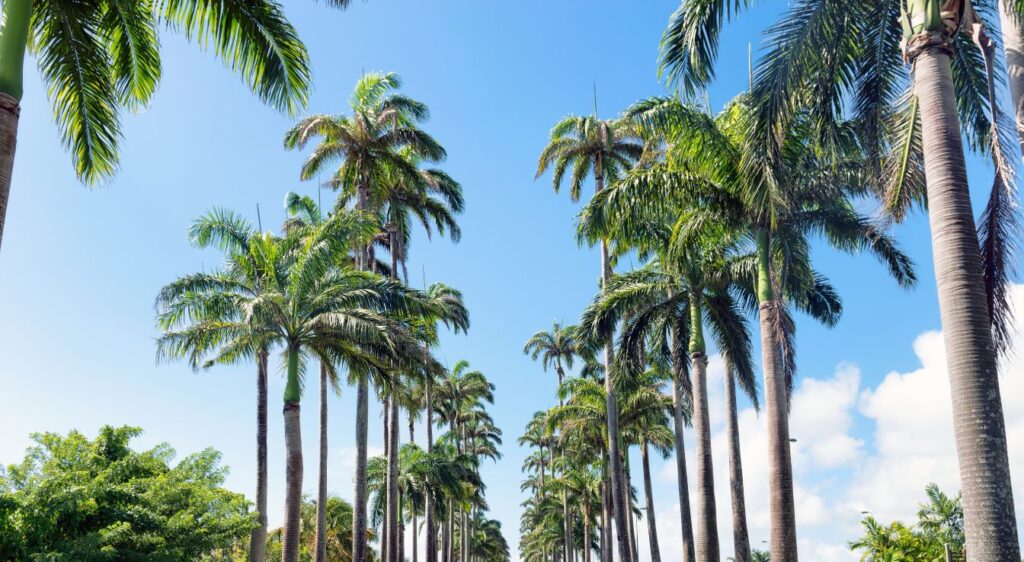 palmiers Roystonea regia