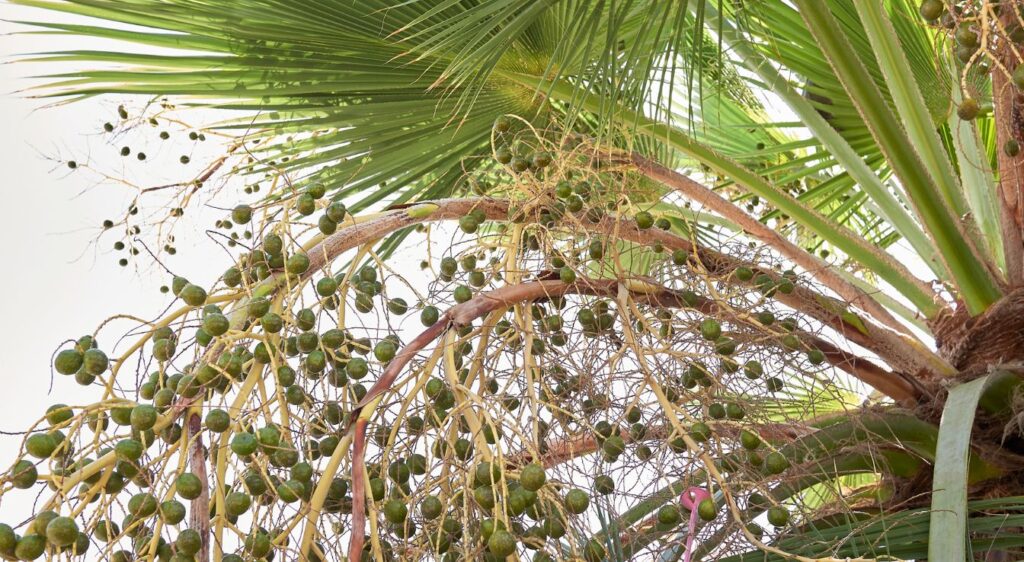 Washingtonia filifera fruits