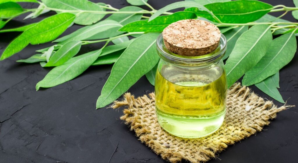 A quoi sert l'huile essentielle d'eucalyptus globulus