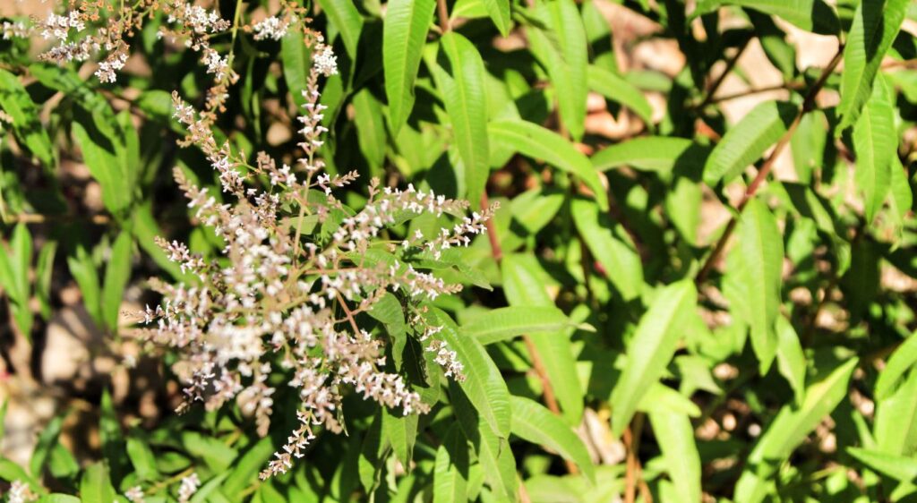 Aloysia citrodora