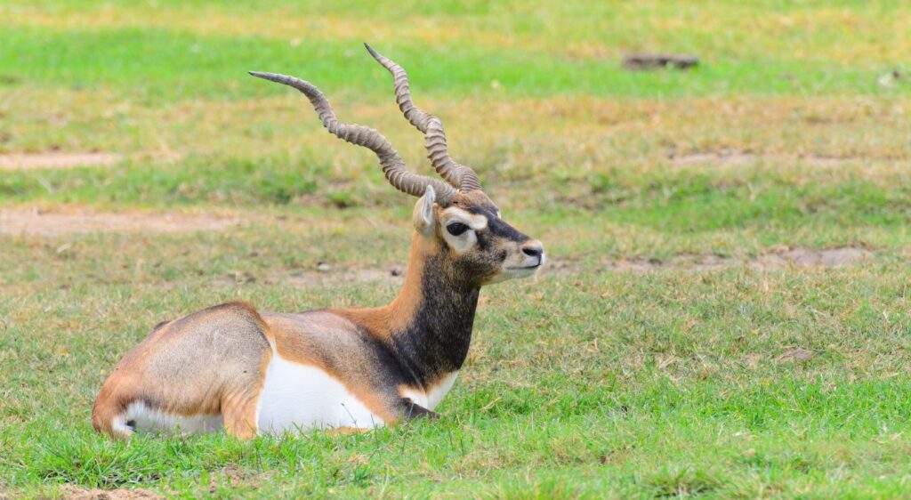 antilopes