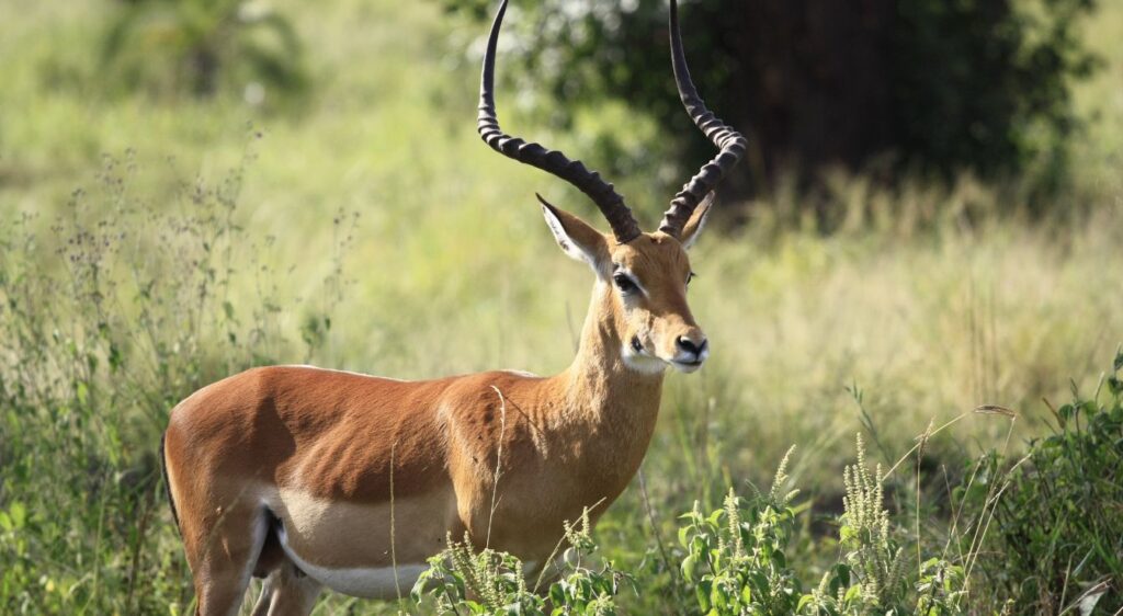 antilopes