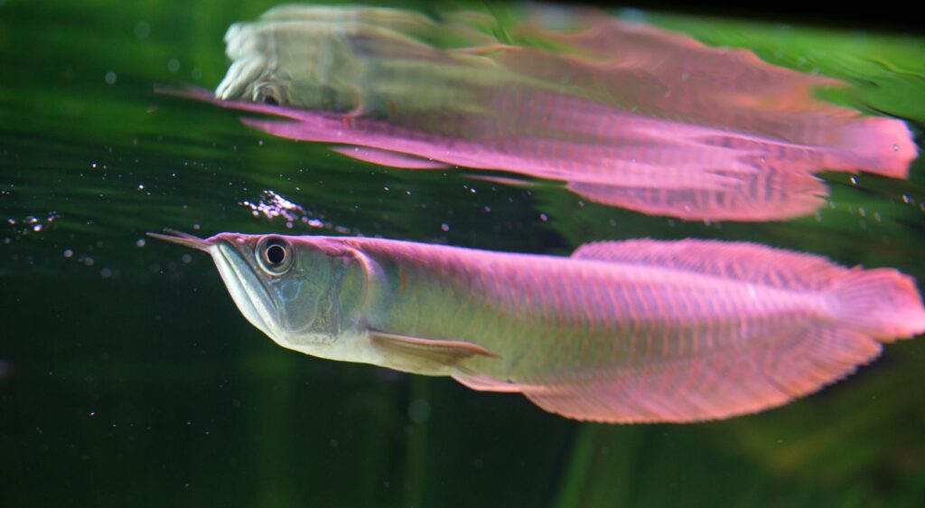 arowana