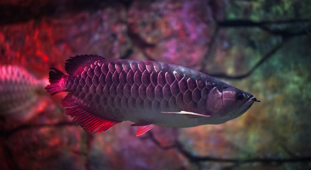 arowana