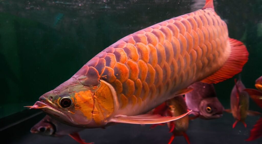 arowana