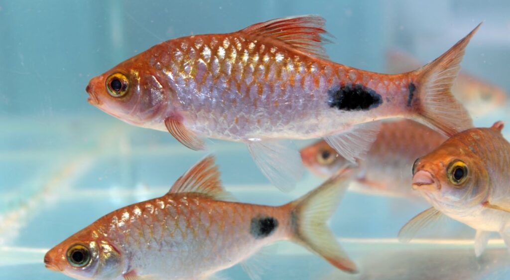 barbus cerise