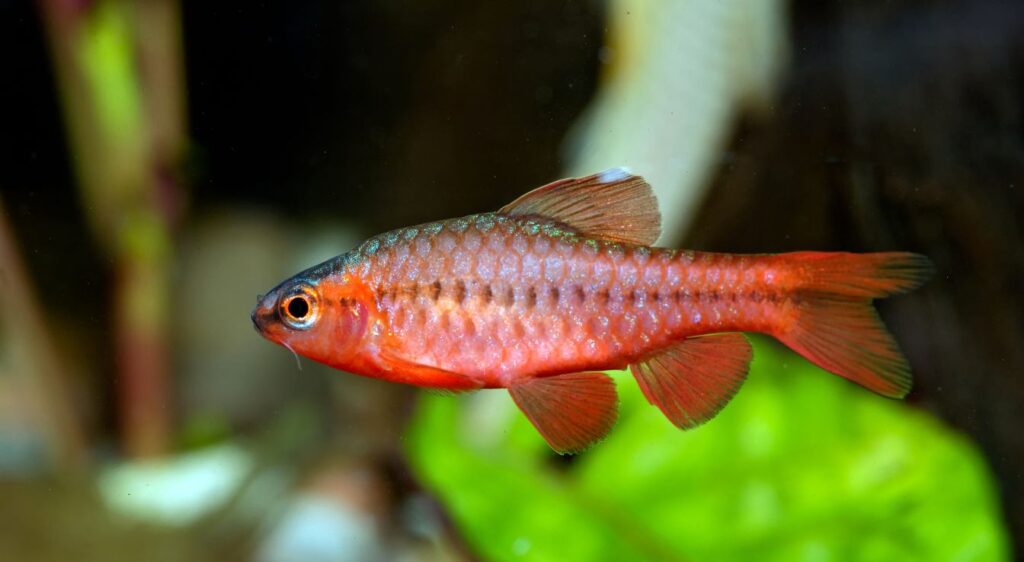 barbus cerise