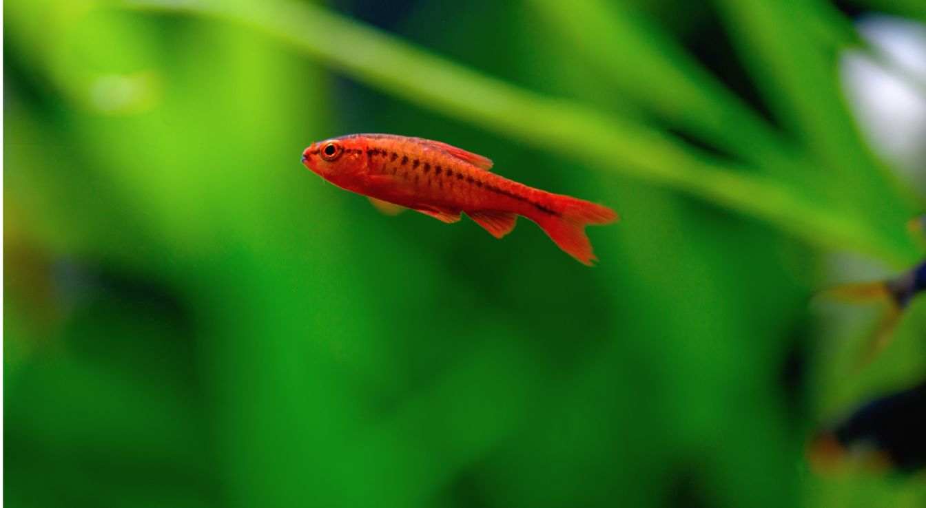barbus cerise