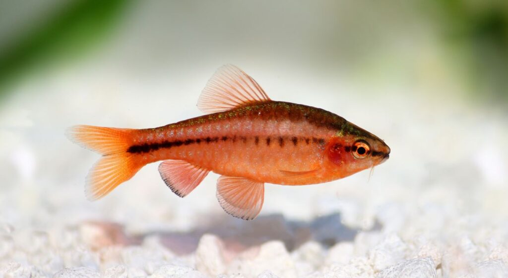 barbus cerise