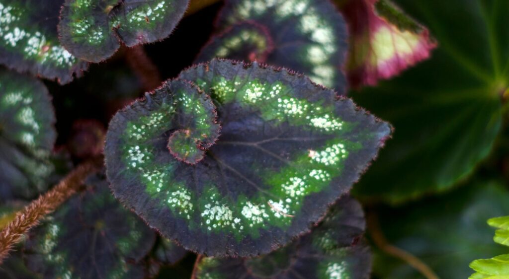 Begonia rex feuille