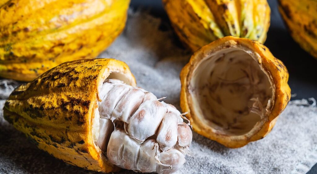 Feve de cacao bienfait