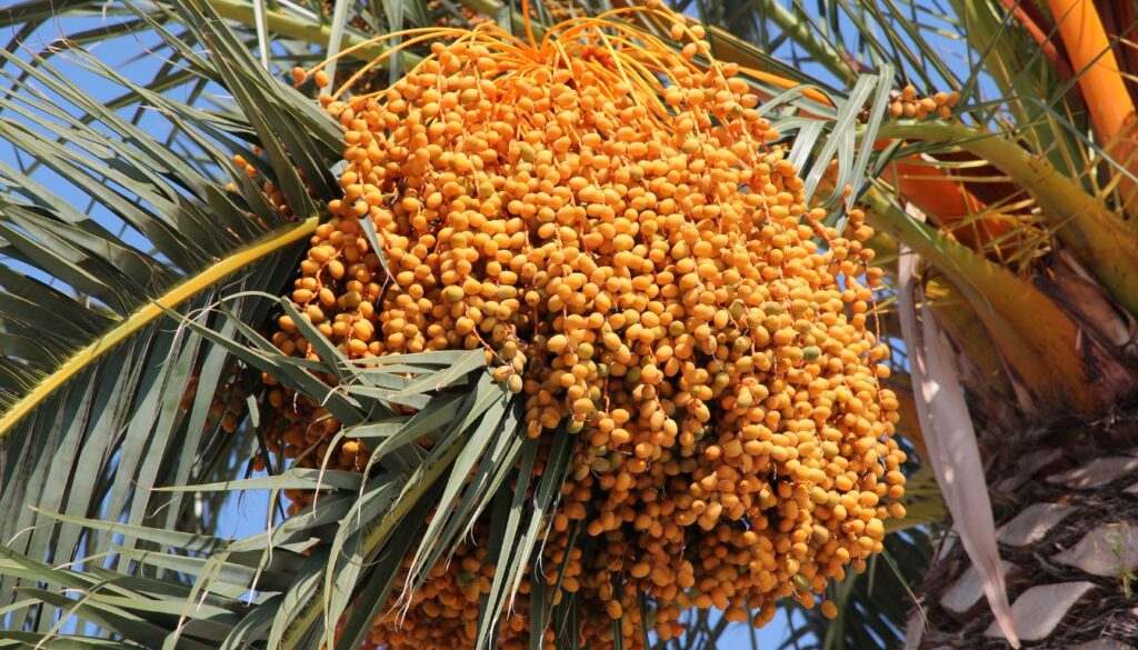 bienfaits des dattes, fruits du Phoenix dactylifera 