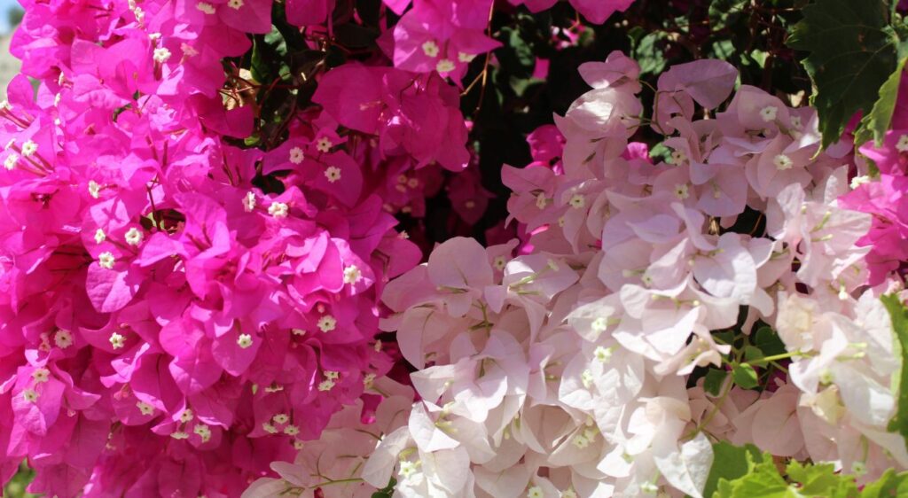 bougainvillier de Meze