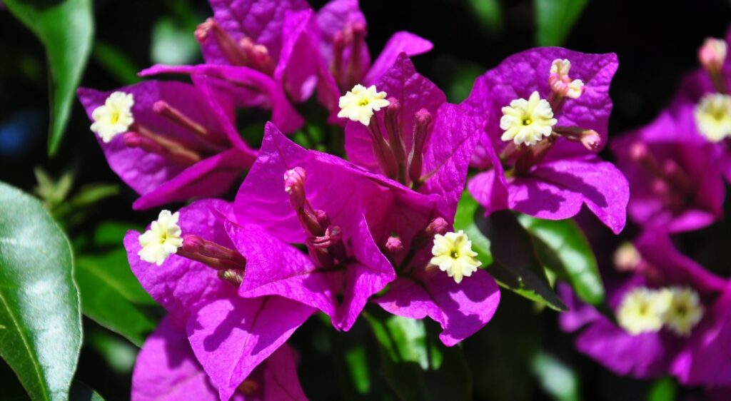 bougainvillier de Meze
