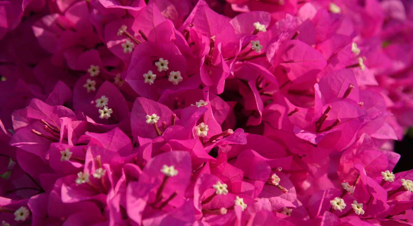 bougainvillier de Meze