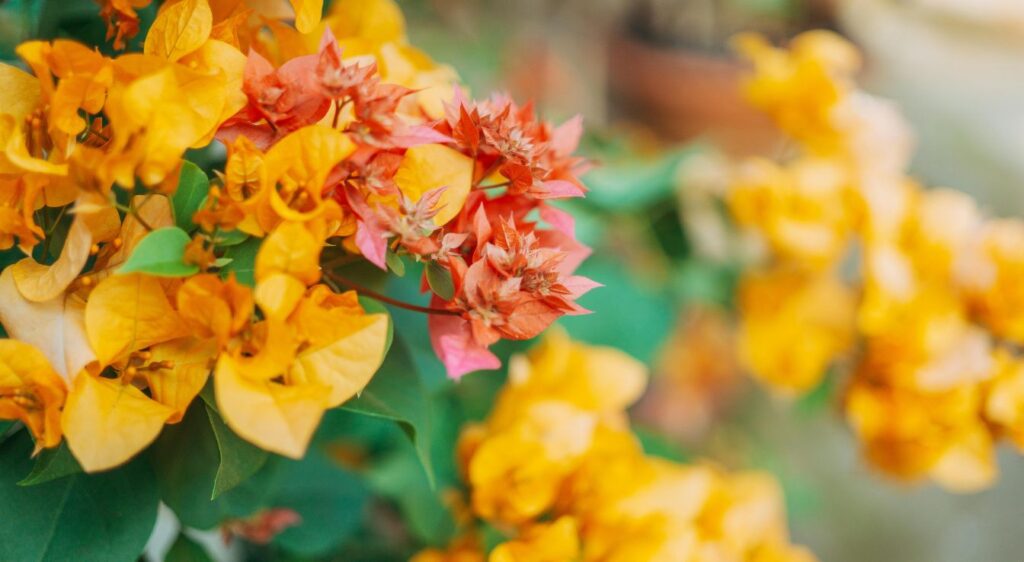 bougainvillier de Meze