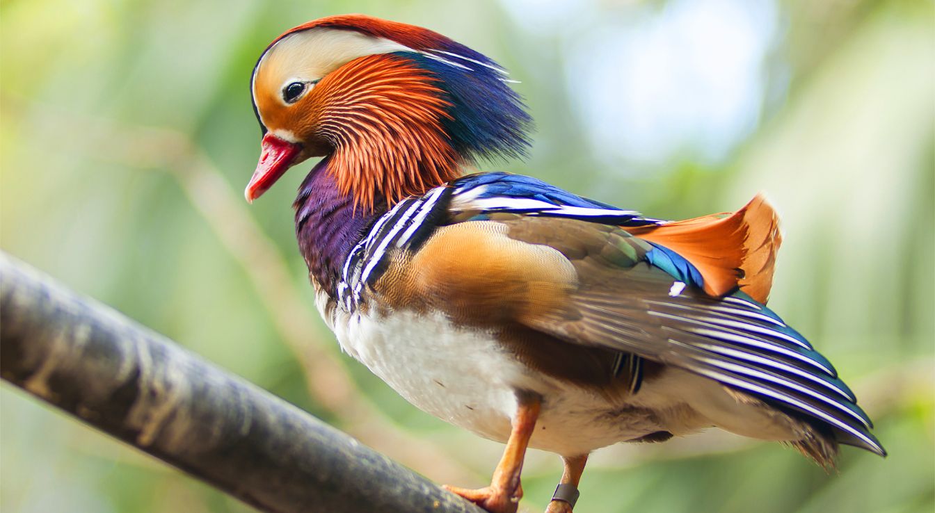 canard mandarin