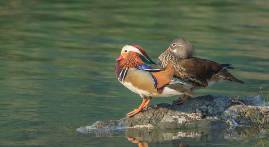 canard mandarin