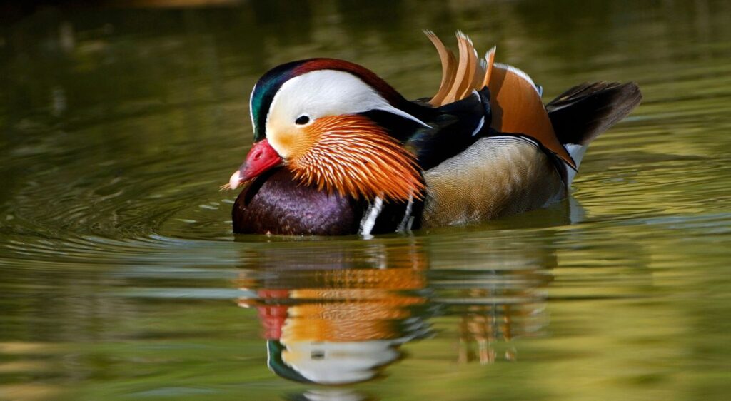 canard mandarin