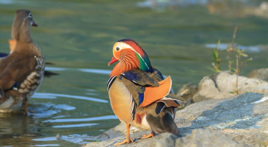 canard mandarin