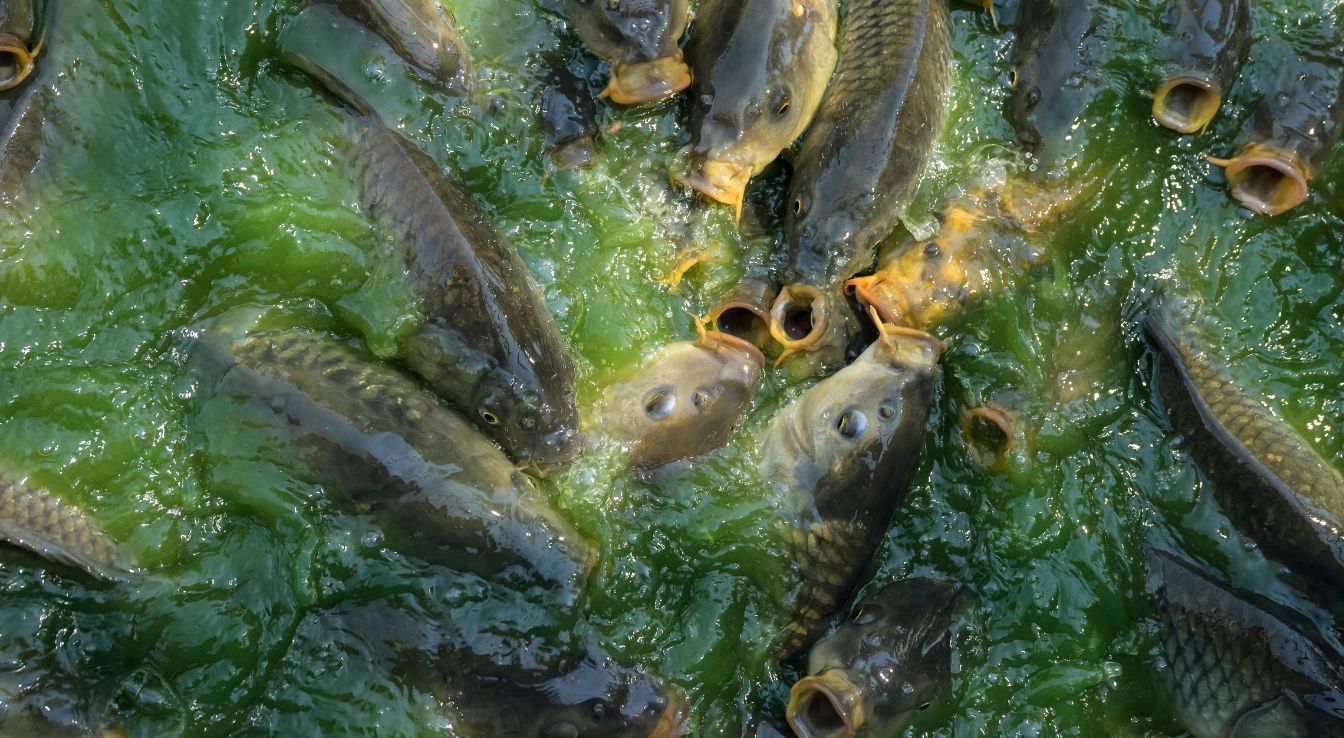 carpe commune