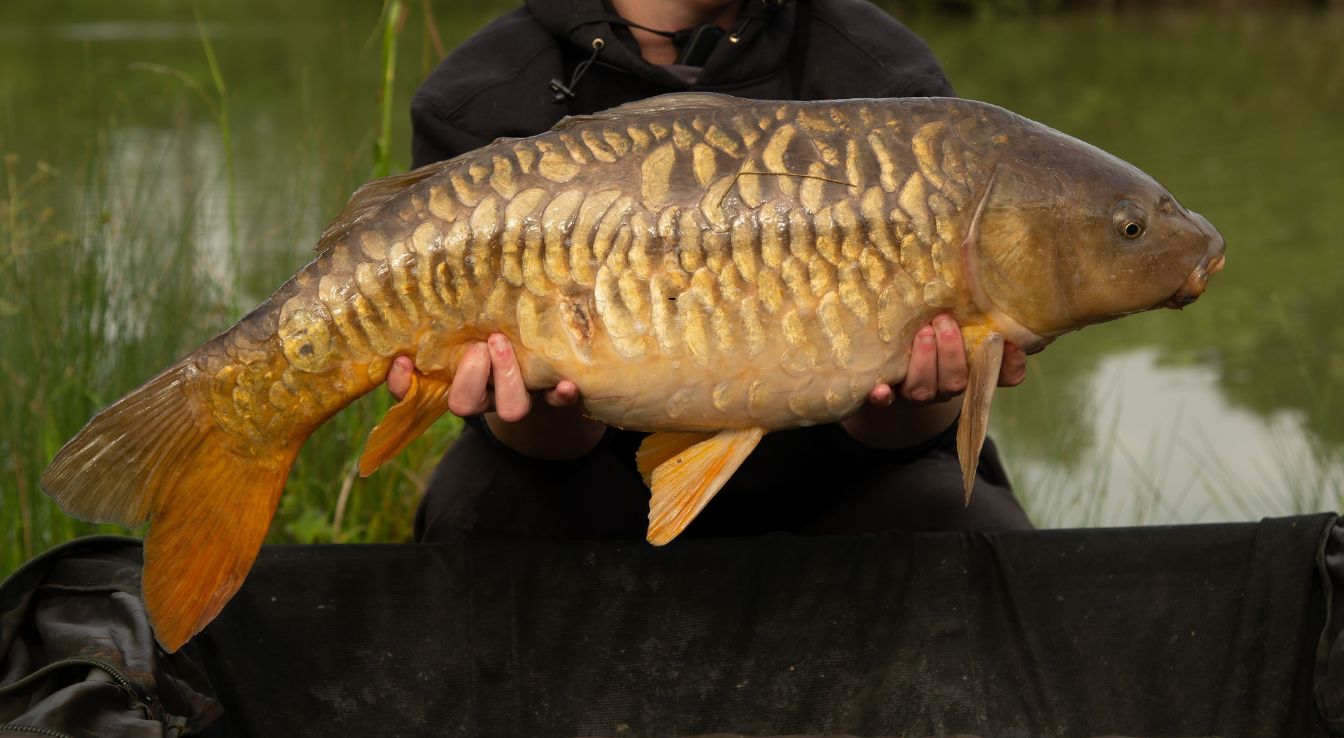 carpe miroir