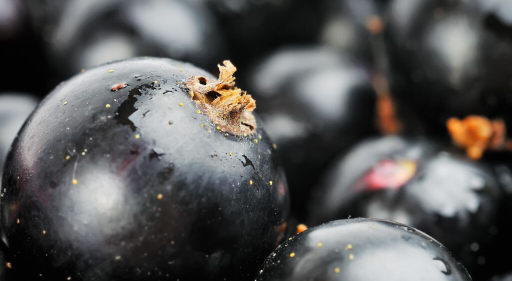 Cassis fruits