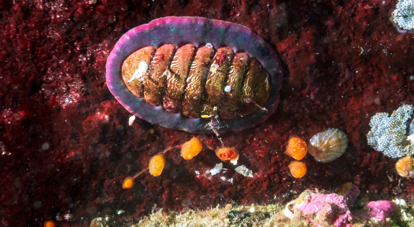 chitons