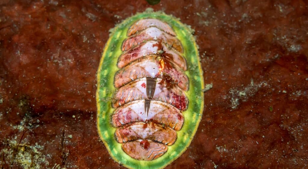 chitons