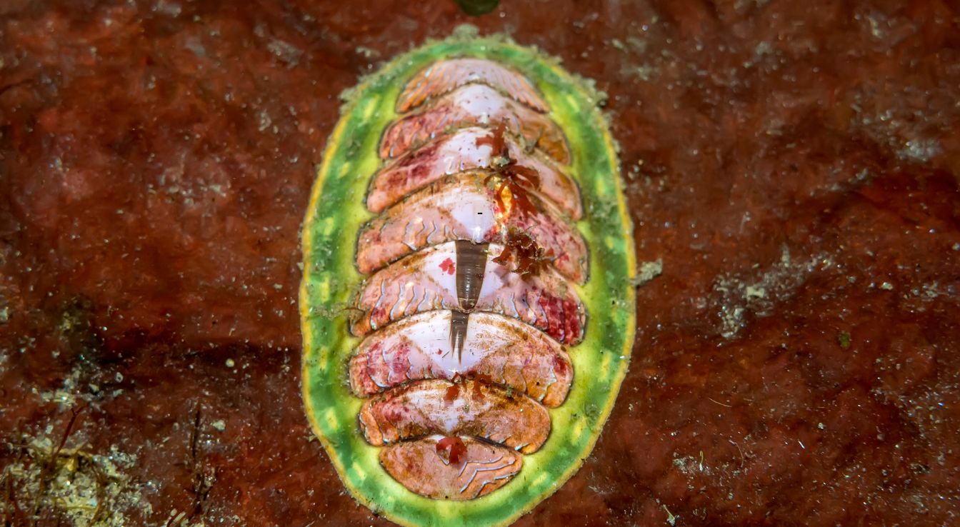 Chitons: Everything You Need to Know About These Fascinating Marine ...