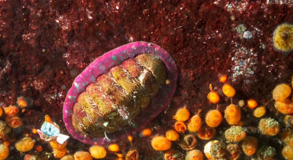 chitons