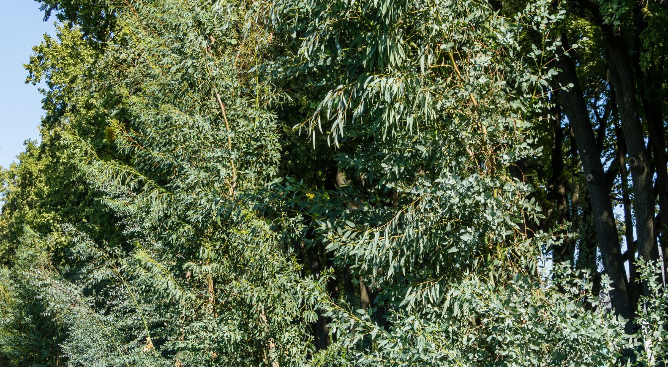 cider gum eucalyptus