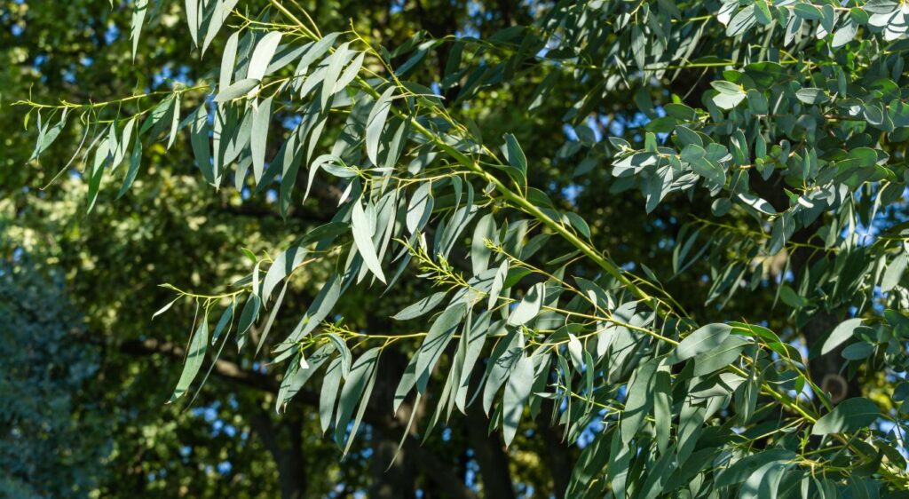 cider gum eucalyptus