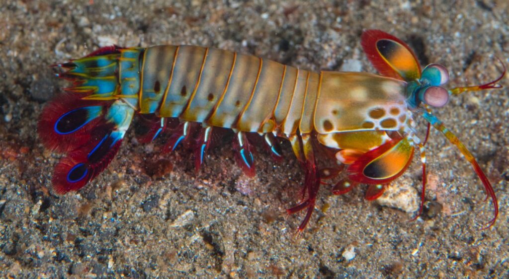 cigale de mer