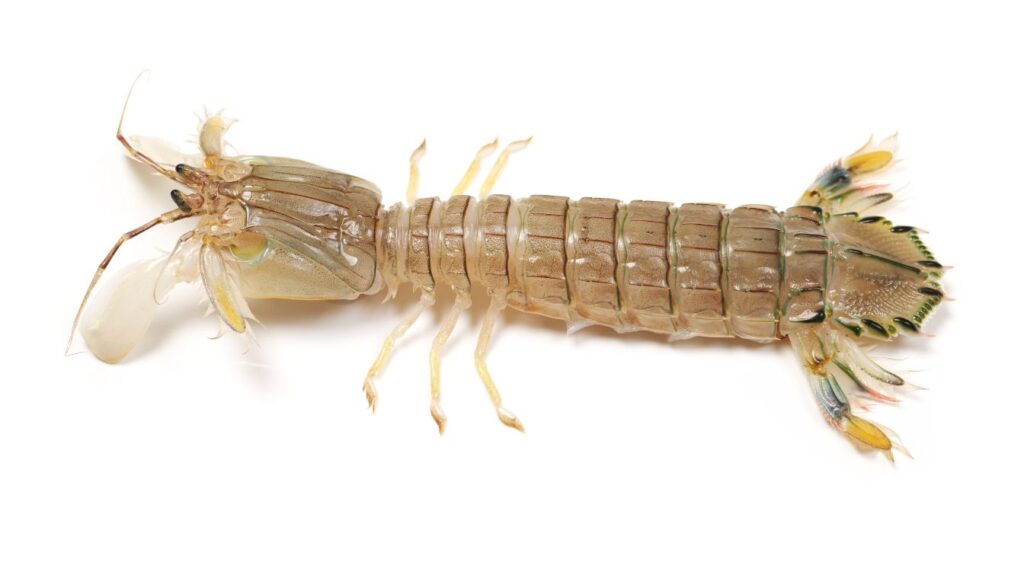 cigale de mer
