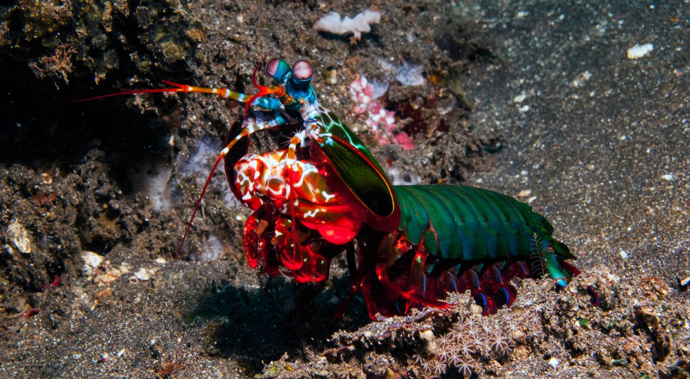 cigale de mer