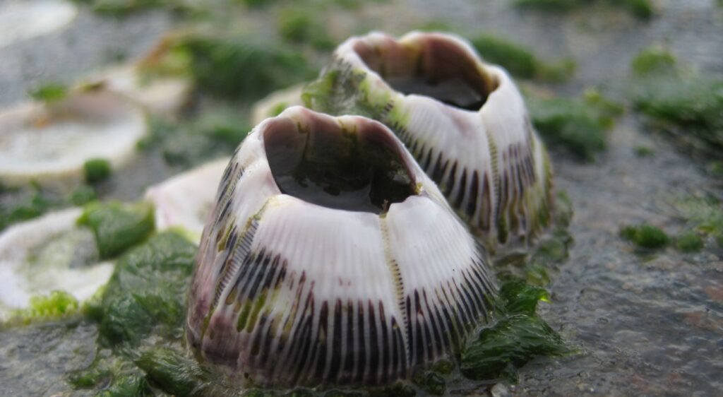 cirripèdes