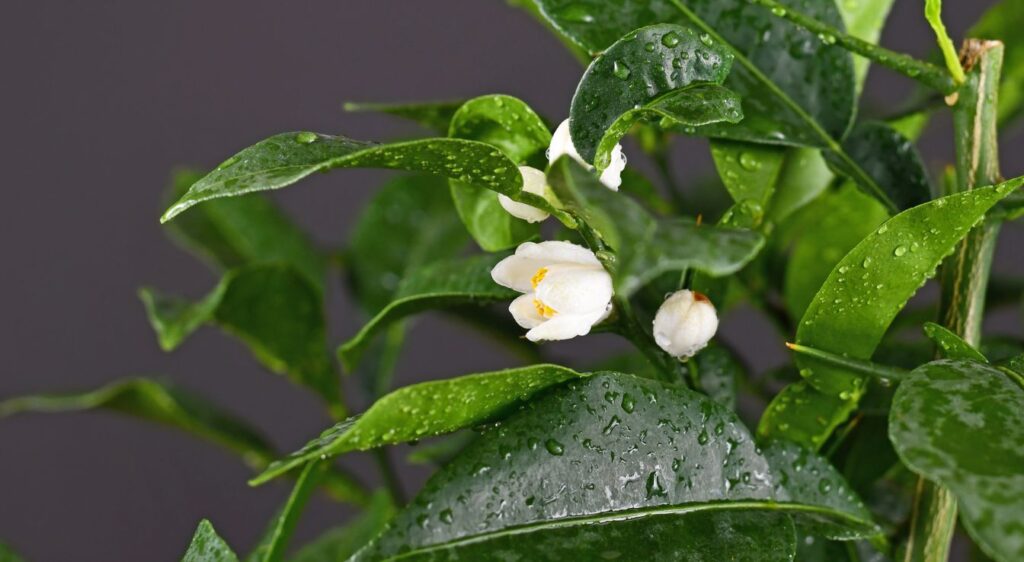 citronnier yuzu​ fleur