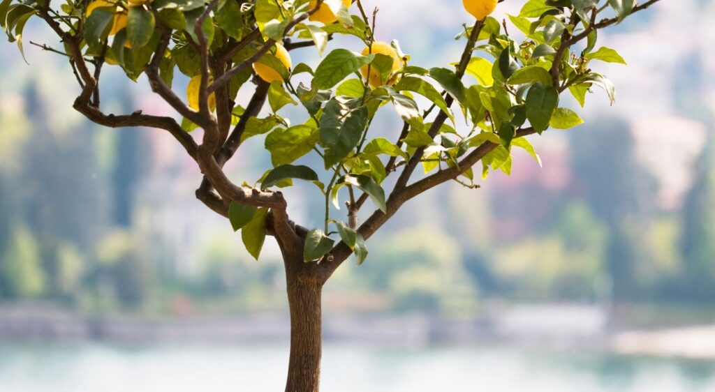 jeune citronnier yuzu