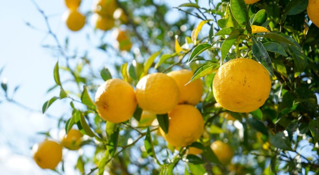 arbre citronnier yuzu